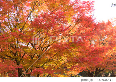 清澄公園　秋の紅葉 36960731