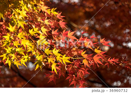 清澄公園　秋の紅葉 36960732