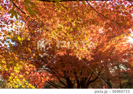 清澄公園 秋の紅葉 清澄公園 秋の紅葉 36960733