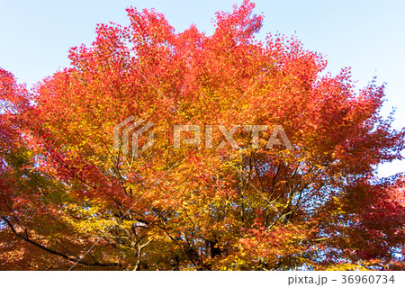 清澄公園 秋の紅葉 清澄公園 秋の紅葉 36960734