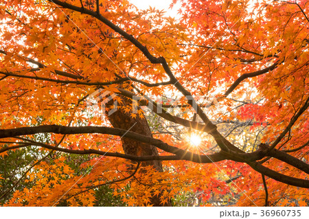清澄公園 秋の紅葉 清澄公園 秋の紅葉 36960735