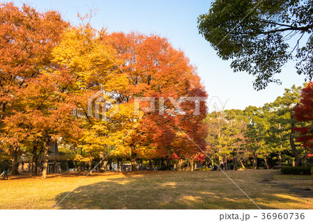 清澄公園　秋の紅葉 36960736
