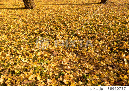 清澄公園　秋の紅葉 36960737