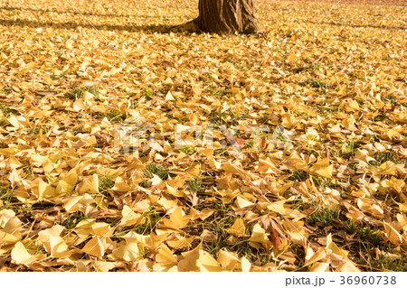 清澄公園 秋の紅葉 清澄公園 秋の紅葉 36960738