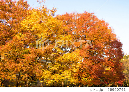 清澄公園　秋の紅葉 36960741