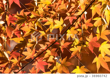 清澄公園　秋の紅葉 36960742