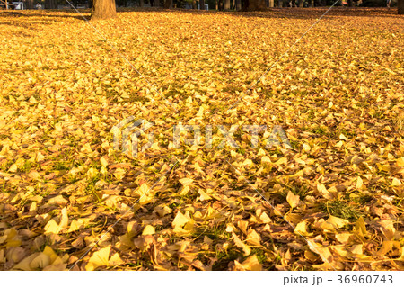 清澄公園 秋の紅葉 清澄公園 秋の紅葉 36960743