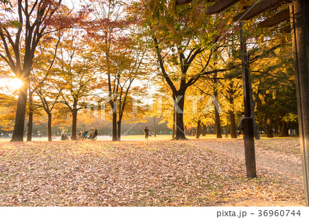 清澄公園 秋の紅葉 清澄公園 秋の紅葉 36960744
