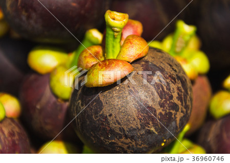 Mangosteen on the scales Mangosteen on the scales 36960746