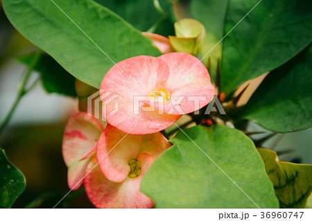 Closeup Poi Sian flowers pink and green 36960747
