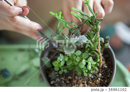 花 フラワー お花 36961102