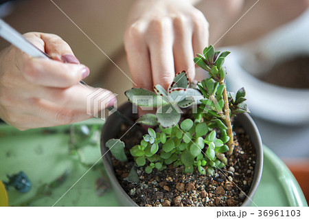 多肉植物 フラワーポット ハチ 36961103