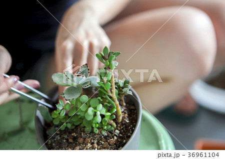 植物 工場 プランツ 36961104
