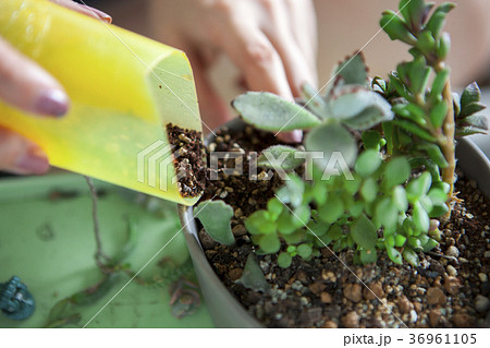 多肉植物 フラワーポット ハチ 36961105