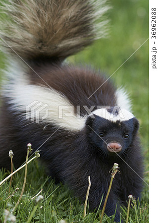 Humboldt's hog-nosed skunk 36962088