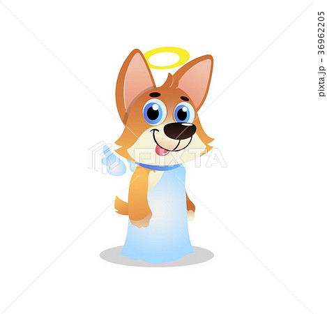 Cute corgi in white angel costume with wings and Cute corgi in white angel costume with wings and 36962205