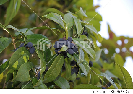 キンモクセイの実 キンモクセイの実 36962337
