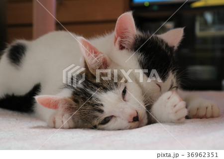 MIX柄の兄弟子猫が重なって眠っている顔のアップ 36962351