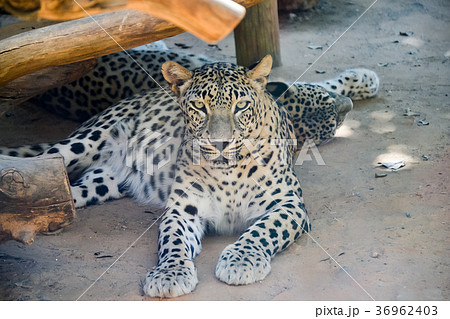 Jaguar resting on a beach Jaguar resting on a beach 36962403
