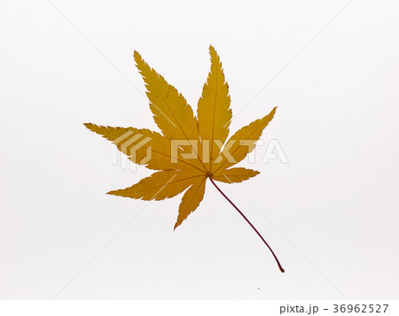 Maple leaf on a light box Maple leaf on a light box 36962527