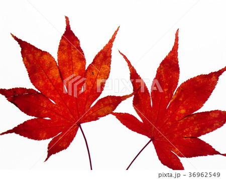 Close up of maple leaves on a white Close up of maple leaves on a white 36962549