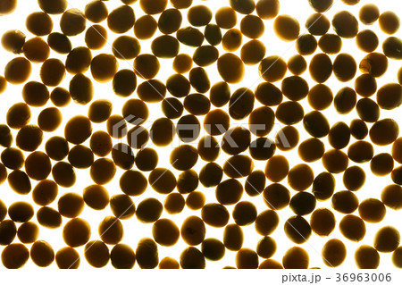 Background of soybeans on a light box 36963006
