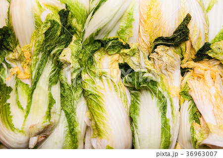 Close up of salted cabbage making kimchi Close up of salted cabbage making kimchi 36963007
