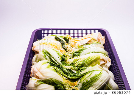 Salted cabbage in a basket for making kimchi Salted cabbage in a basket for making kimchi 36963074