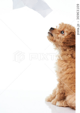 Looking up poodle puppy 36963109