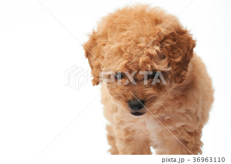 Walking small puppy poodle 36963110