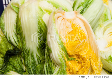 Salt cabbage background of making kimchi south kor Salt cabbage background of making kimchi south kor 36963498