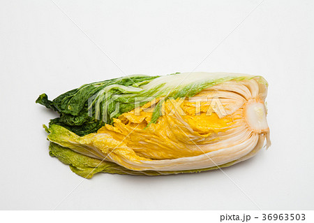 Salt cabbage for making kimchi isolated Salt cabbage for making kimchi isolated 36963503