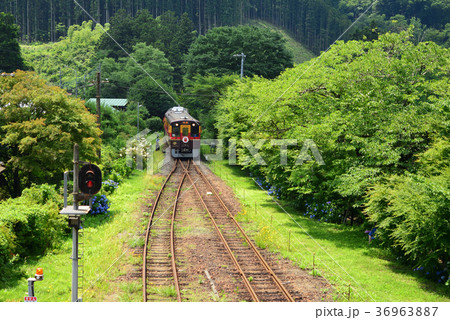 沢入駅あじさい祭り 36963887
