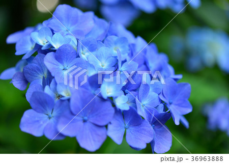 沢入駅あじさい祭り 36963888