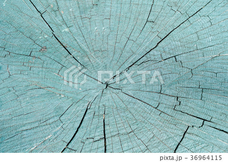 Painted section of stump. Close-up. Texture Painted section of stump. Close-up. Texture 36964115