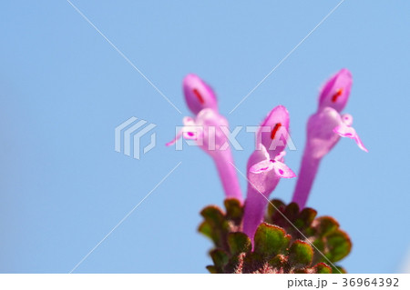 ホトケノザ 36964392