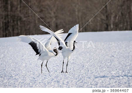 鶴居村のタンチョウ 36964407
