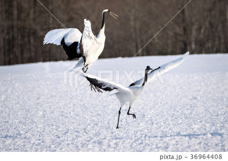 鶴居村のタンチョウ 36964408