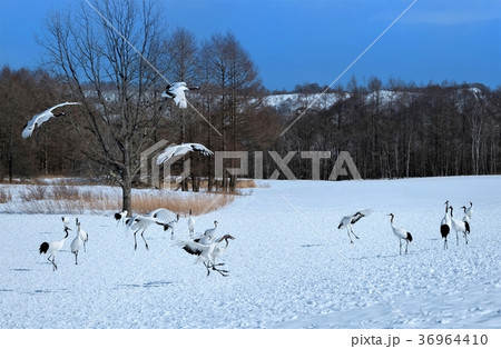 鶴居村のタンチョウ 36964410