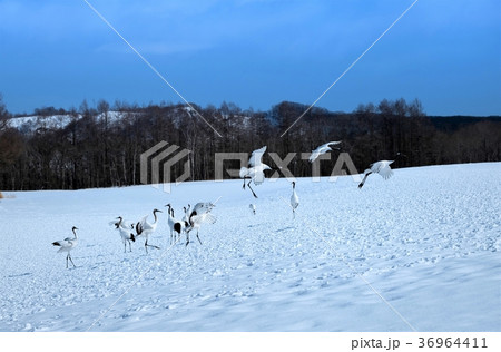 鶴居村のタンチョウ 36964411