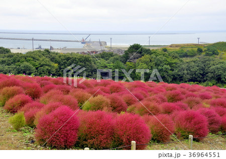 ほうき草 国営ひたち海浜公園 ひたち海浜公園 36964551