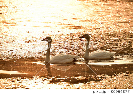 猪苗代湖の白鳥 猪苗代湖の白鳥 36964877