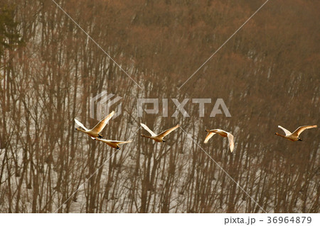 猪苗代湖の白鳥 猪苗代湖の白鳥 36964879
