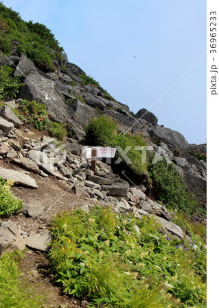 羊蹄山の下山道 36965233