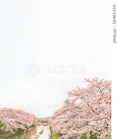 桜 桜並木 桜 桜並木 36965234