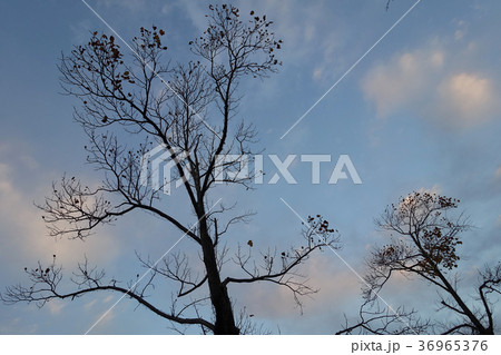 冬イメージ(枯れ木) 36965376