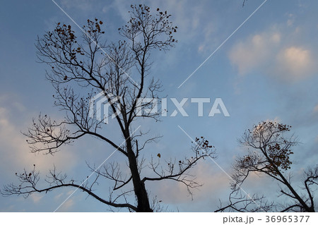 冬イメージ(枯れ木) 36965377