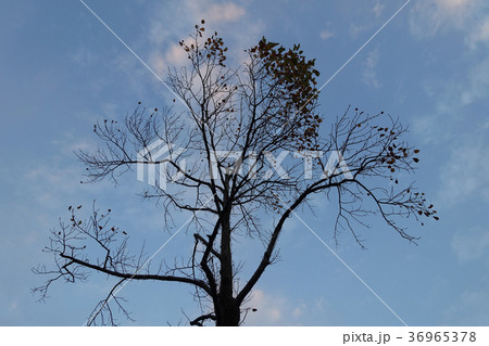 冬イメージ(枯れ木) 36965378