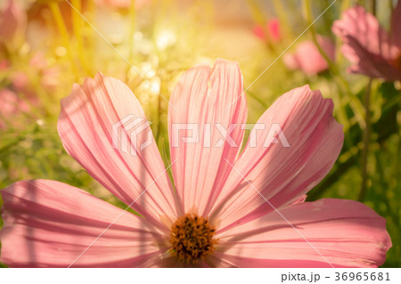 half of cosmos flower with sun shine effect. 36965681