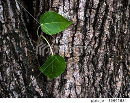 leaves of old tree with bark texture background. leaves of old tree with bark texture background. 36965684